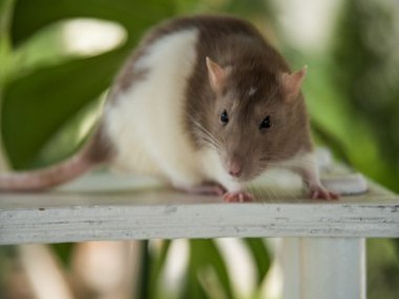 Winning the Battle Against Rats: Pest Control Mastery